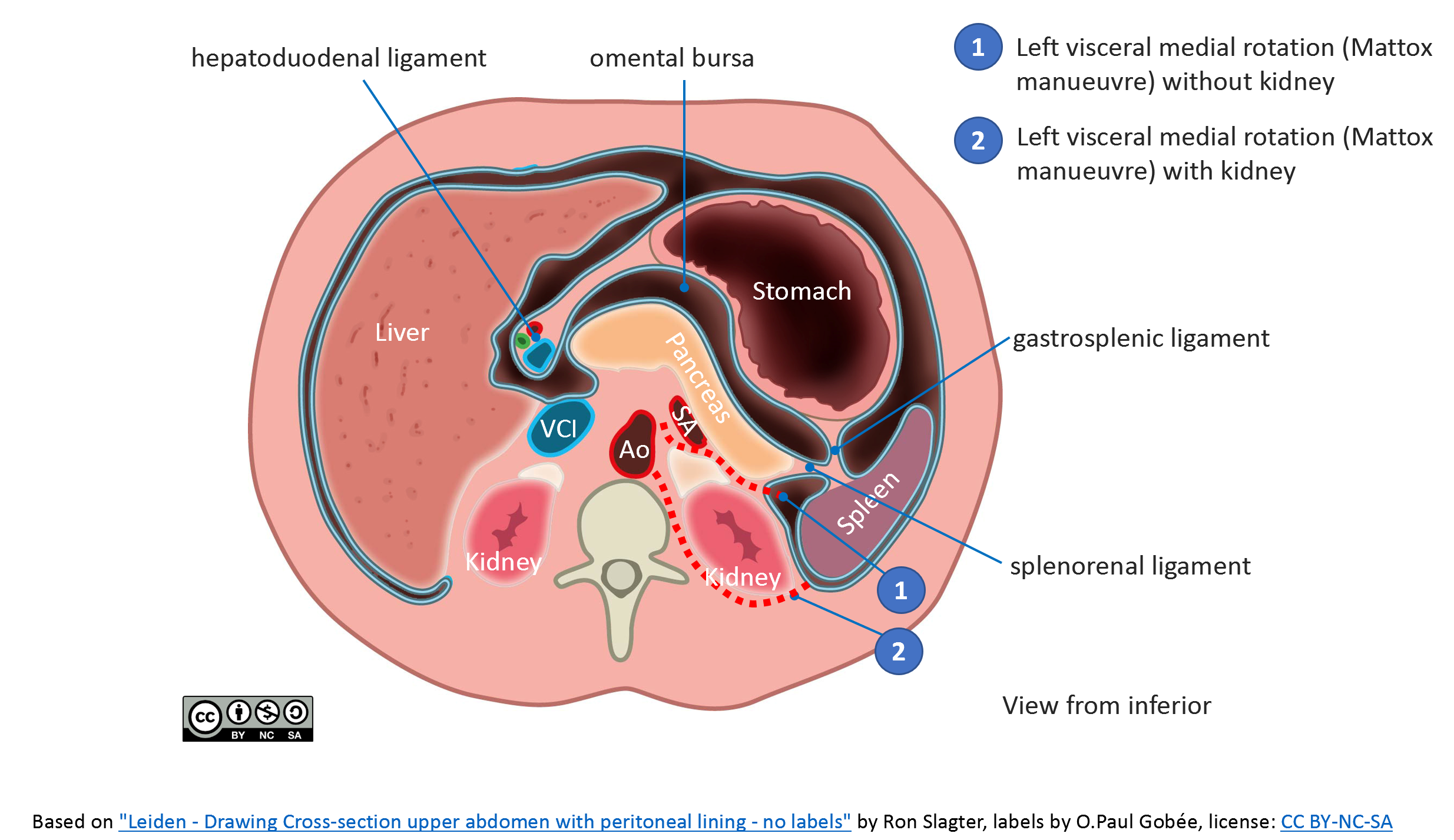 leiden-drawing-cross-section-upper-abdomen-with-peritoneal-lining-and